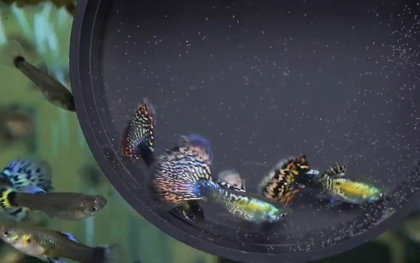 虎纹金属马赛克孔雀鱼展示