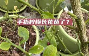 Tải video: 手指柠檬是不是长花苞了呀