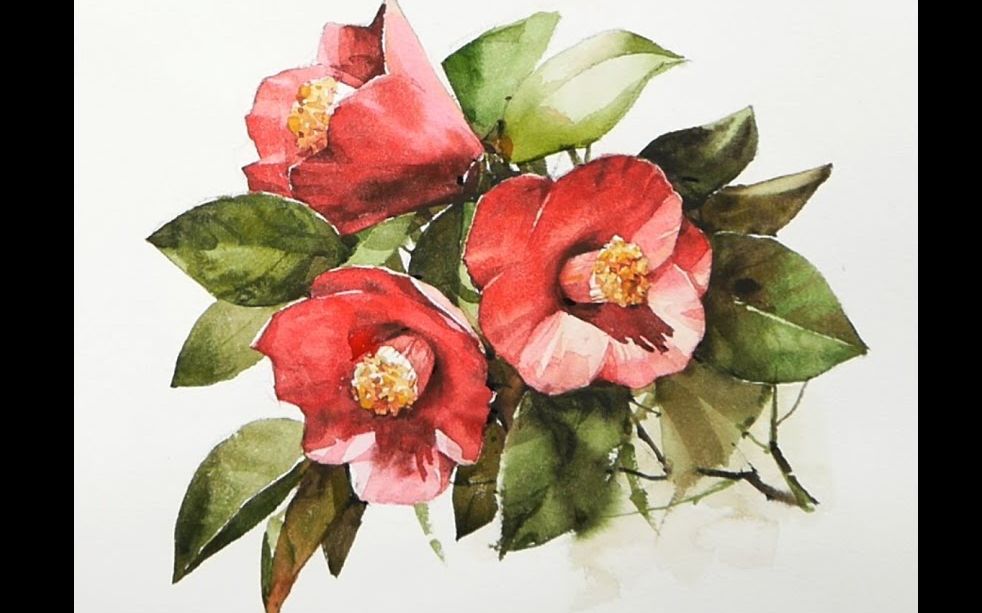 【水彩】茶花_哔哩哔哩_bilibili