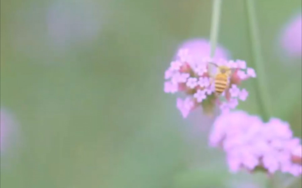 [图]口琴吹奏《人间寂寞花》