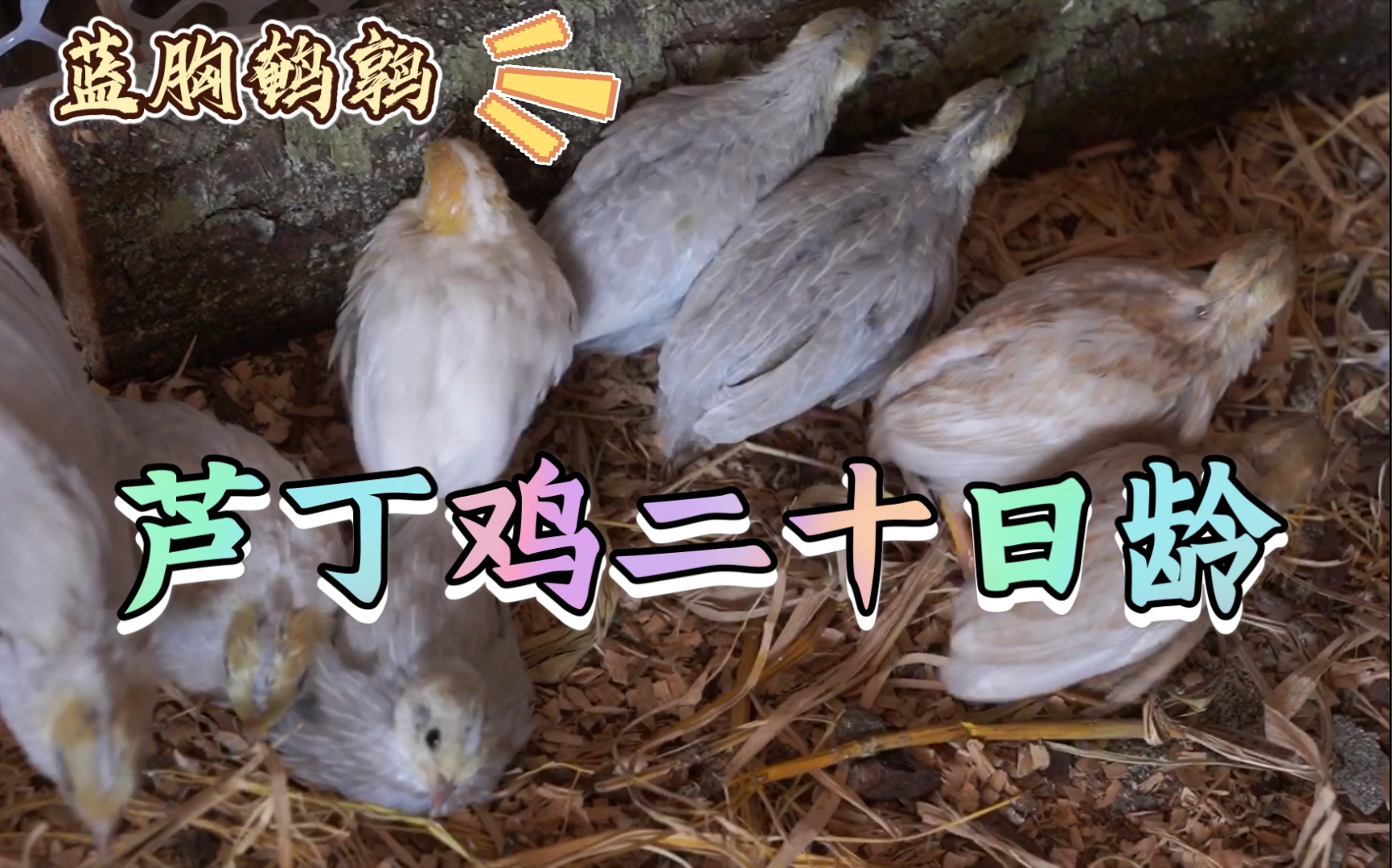 芦丁鸡【蓝胸鹌鹑】二十天了!羽毛快长齐了!
