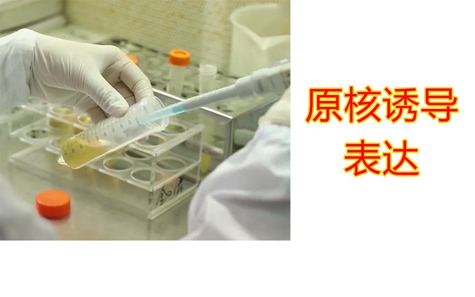 【实验】大肠杆菌诱导表达操作,原核表达,IPTG诱导,HIS标签,GST标签,SUMO标签,EGFP标签哔哩哔哩bilibili