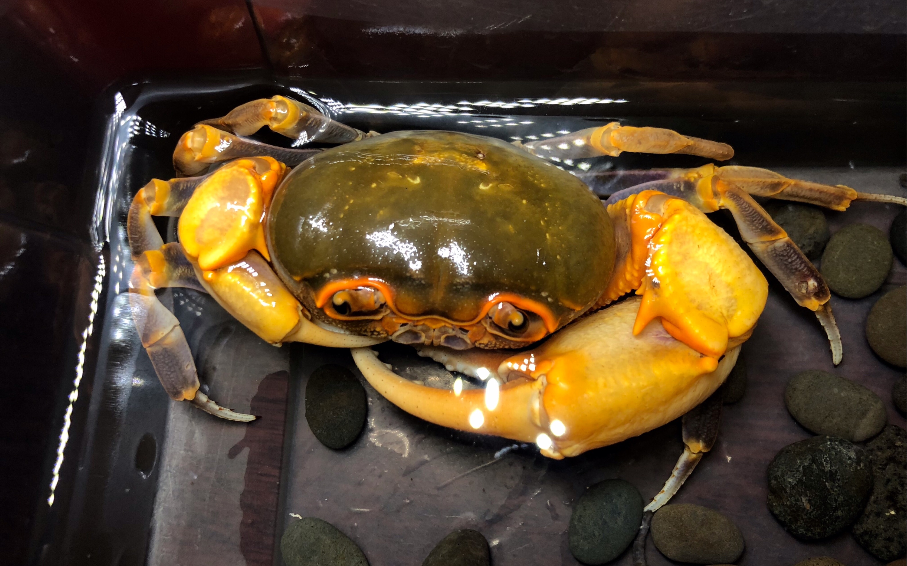 [图]久违的南海溪蟹【喂食】