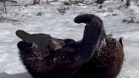 [图]小熊在雪地里休息