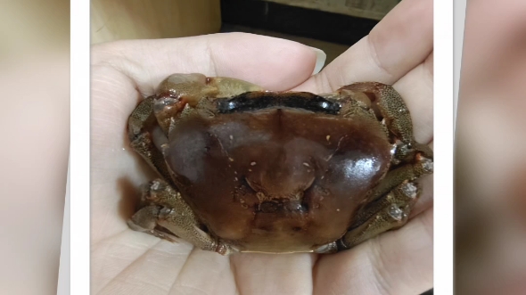 4 束腰蟹,喜欢的来