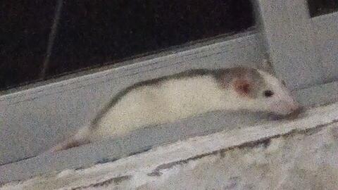 花枝鼠好好的收底日常biu 哔哩哔哩 Bilibili