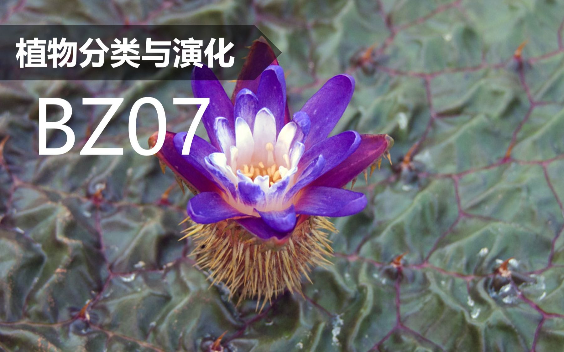 【植物分类与系统发育】BZ07 睡莲目 睡莲科 芡属 萍蓬草属哔哩哔哩bilibili