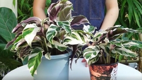 荷兰进口白油画竹芋 哔哩哔哩 つロ干杯 Bilibili