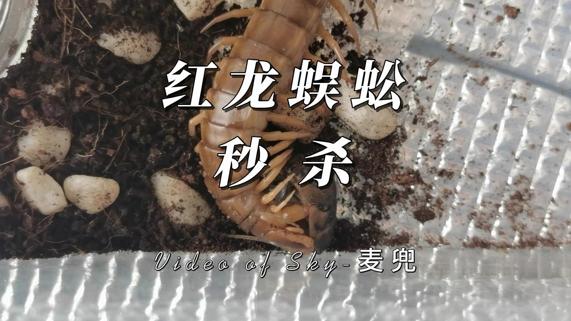 红龙蜈蚣秒杀杜比亚