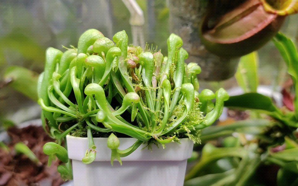 眼镜蛇瓶子草