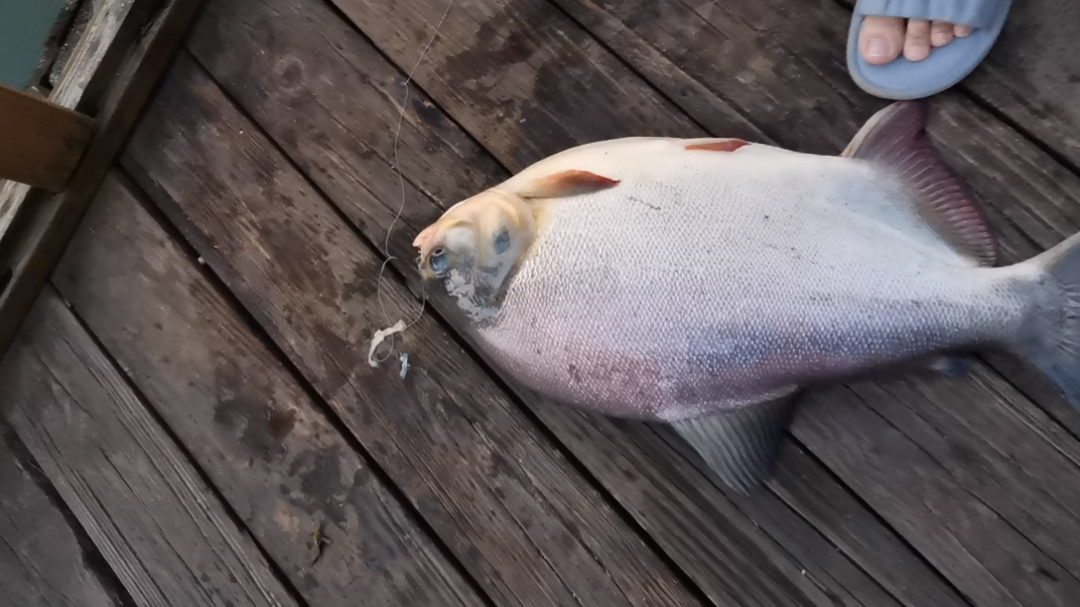 比上次还要大的大肥鱼[doge][dog