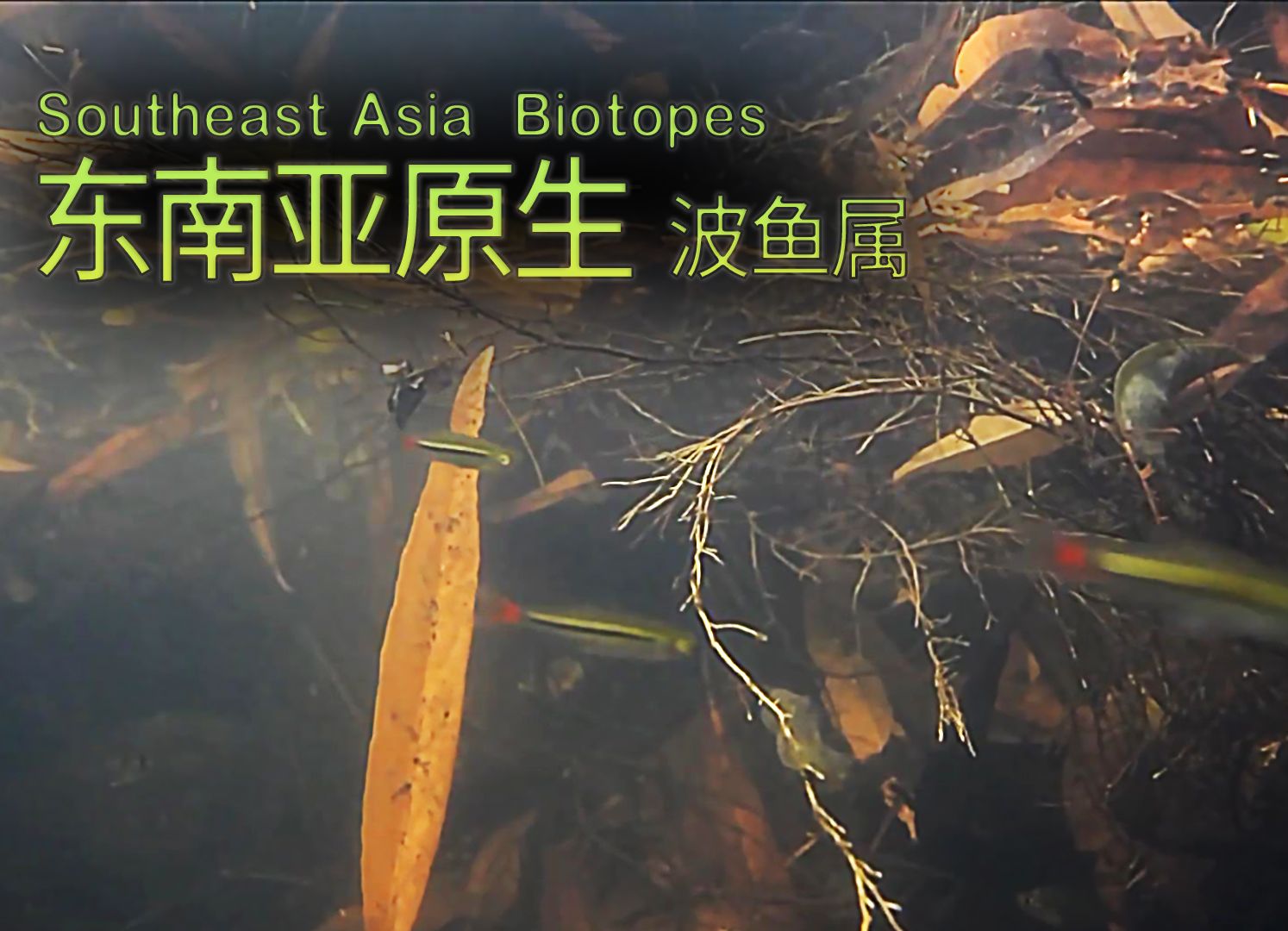 【东南亚原生】(12)红尾波鱼/红尾金线灯(Rasbora borapetensis)哔哩哔哩bilibili