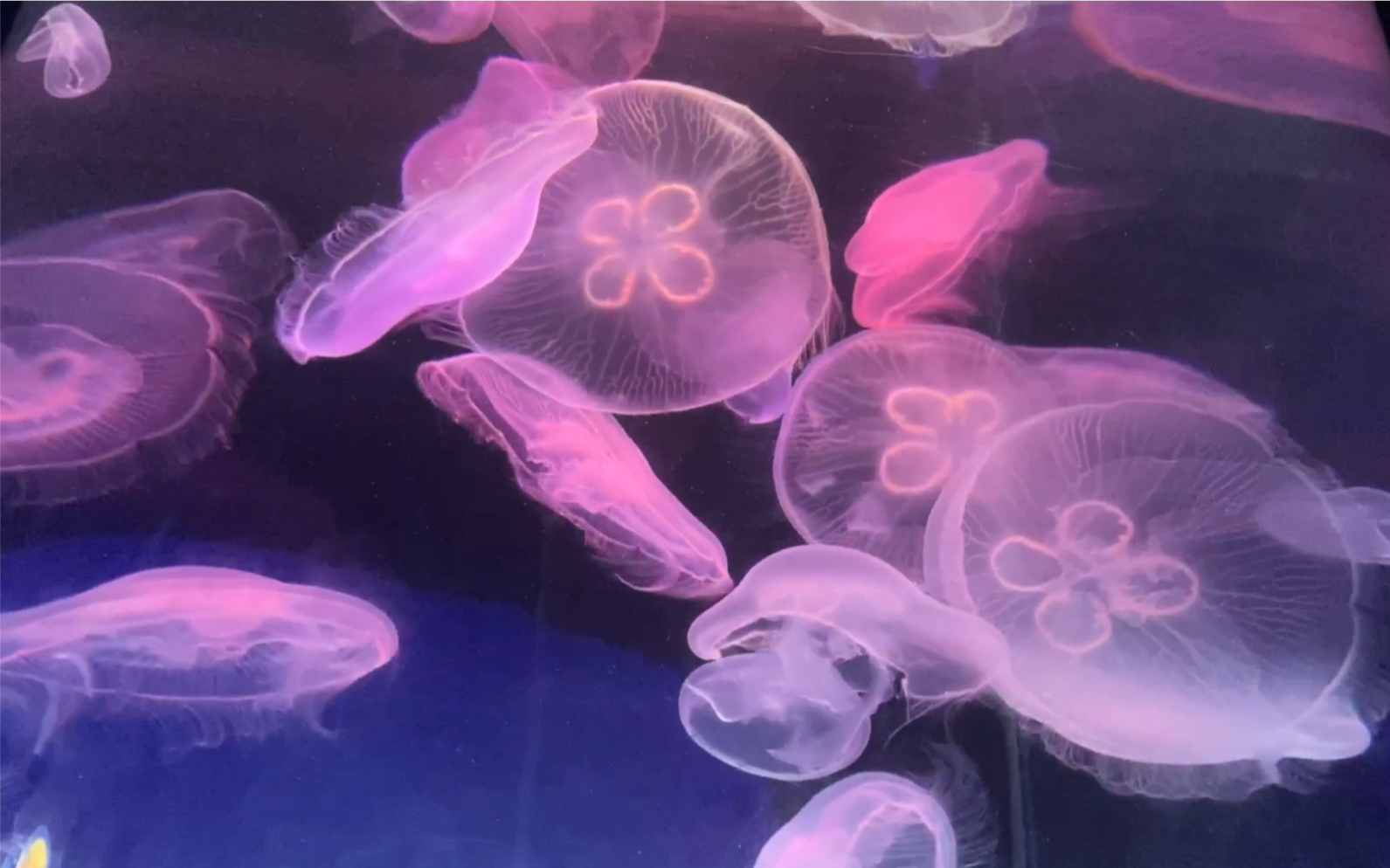 青岛海底世界之梦幻水母宫免费开放啦一起来欣赏一下美丽的水母吧