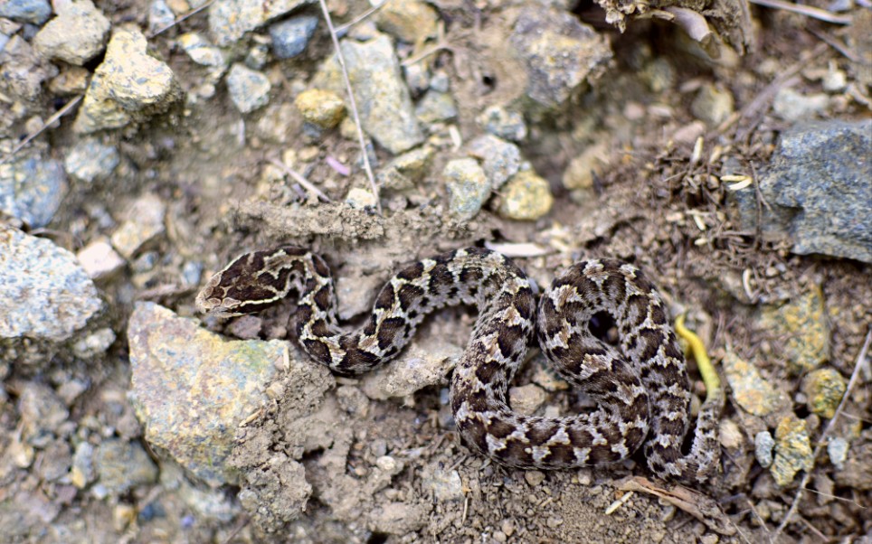 两爬农田旁偶遇短尾蝮幼体