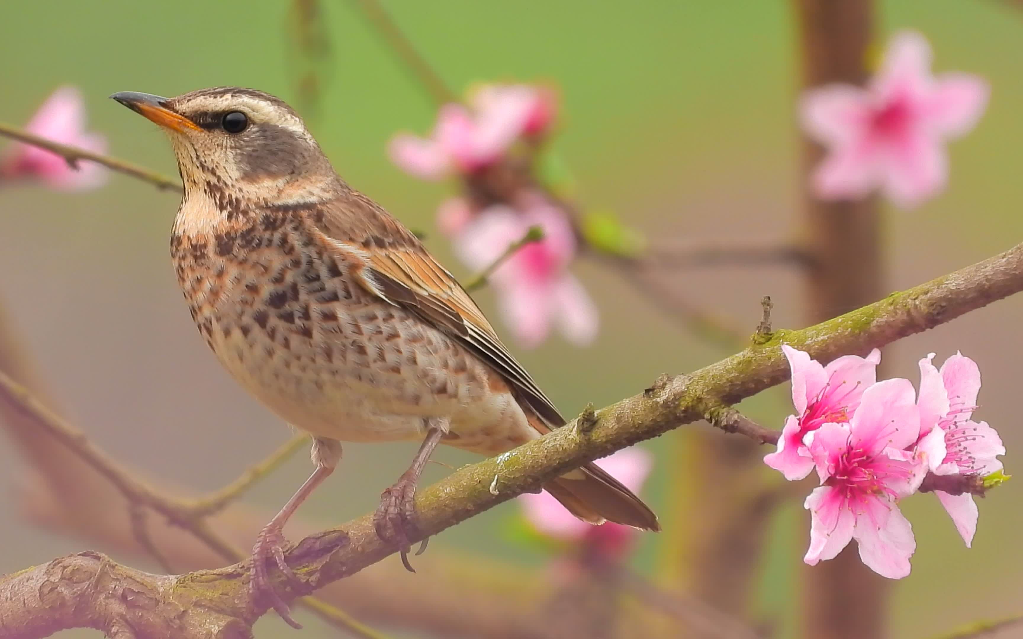 桃花小鸟,桃花枝上漂亮的小鸟红尾鸫,附近白颊噪鹛叫得欢