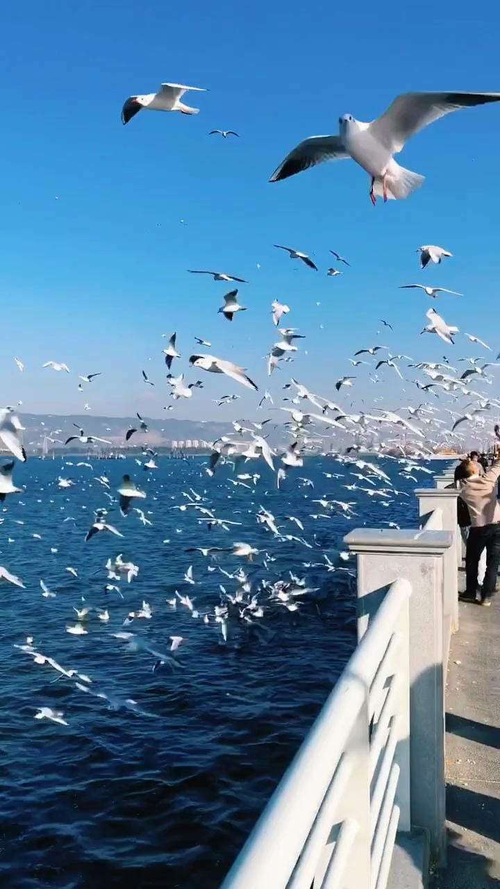 [图][剪辑师日常]-超高清蓝天白云海边面包喂食海鸥旅游摄影风景vlog记录素材u0~短视频剪辑师制作中需要用到的横版空镜头转场素材积累~PR等视频剪辑软件常用素材库