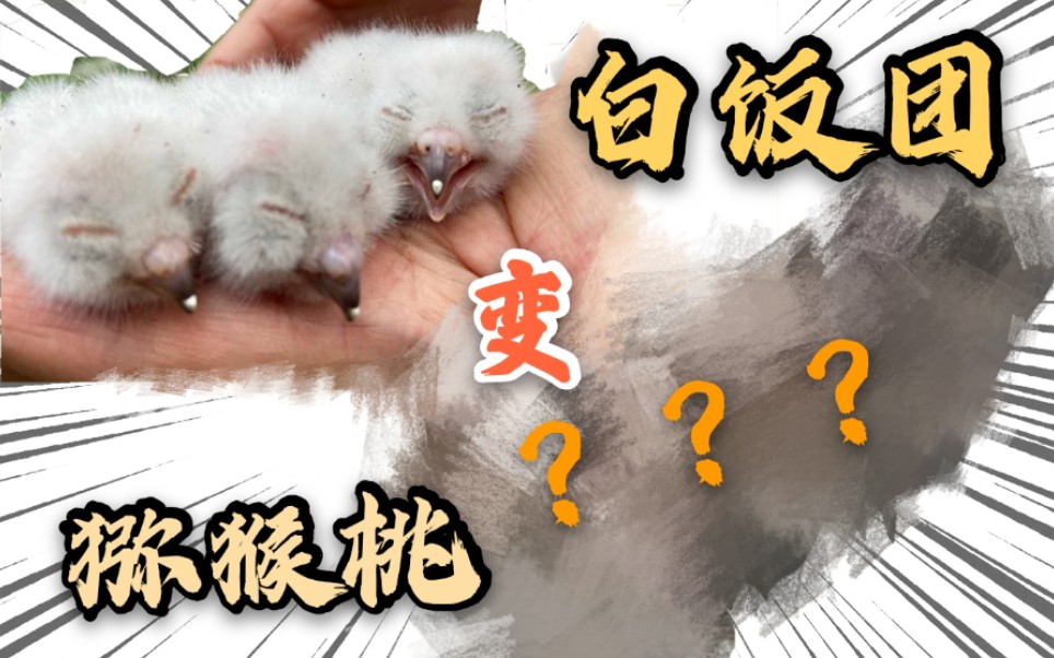 【领角鸮】被人养大的猛禽一定会亲人吗?哔哩哔哩bilibili