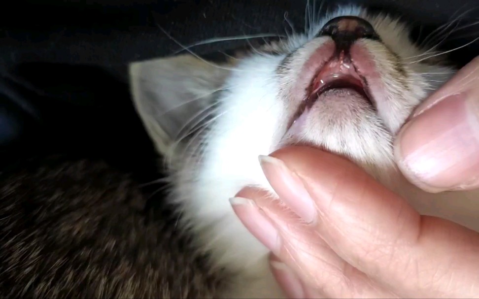 活动  第一次见这样的猫嘴,这是有啥残疾吗?