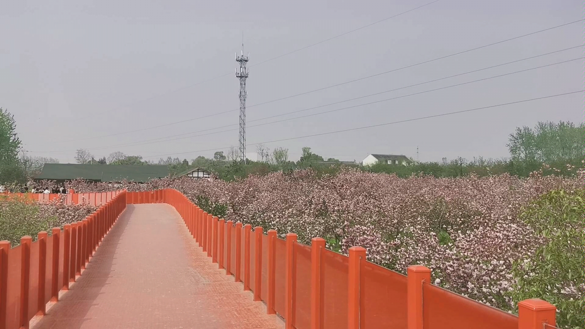 [图]扬州甘泉樱花