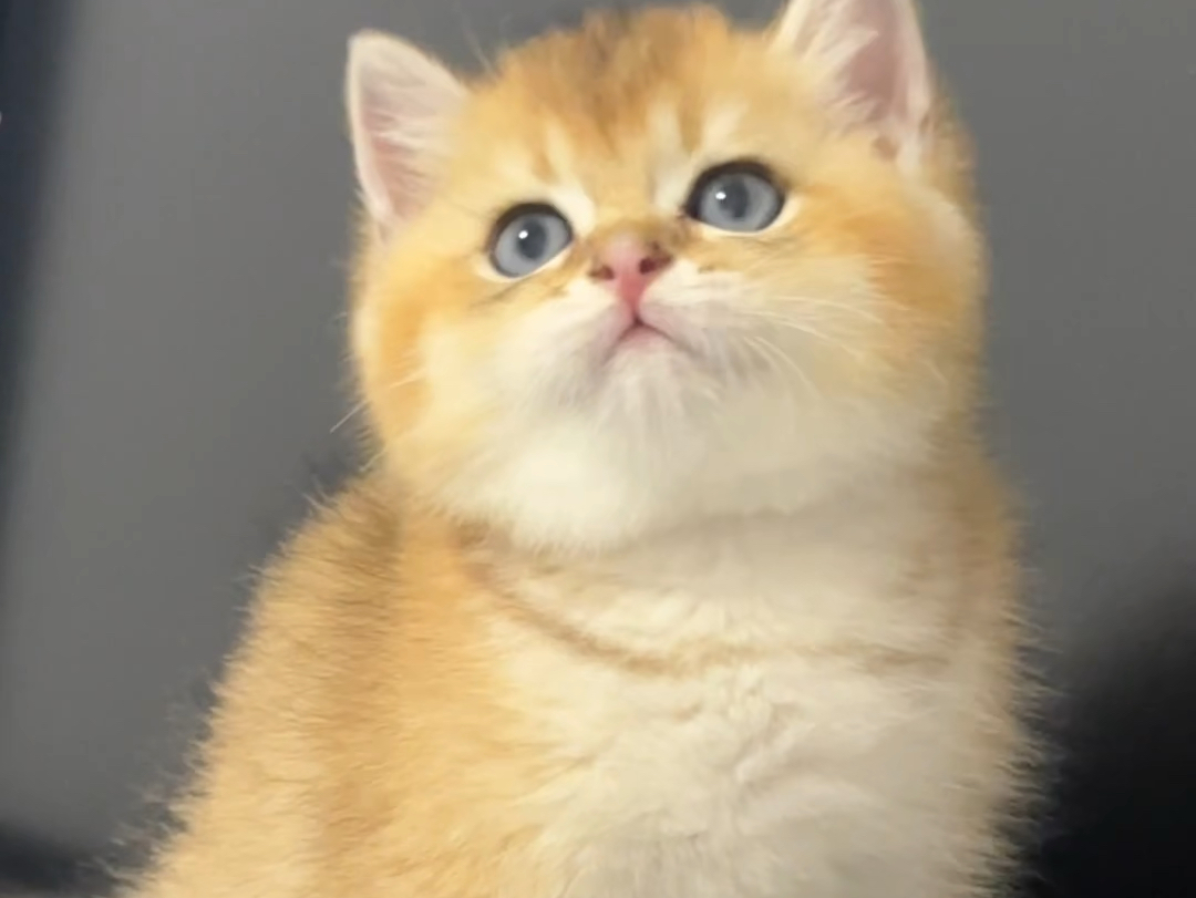 01包子脸超级肥金渐层11弟弟93不胖不要钱～浑身实肉(73▼皿▼)