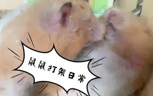 Скачать видео: 每当鼠鼠打架，猫咪就要来看热闹，甚至想要上手