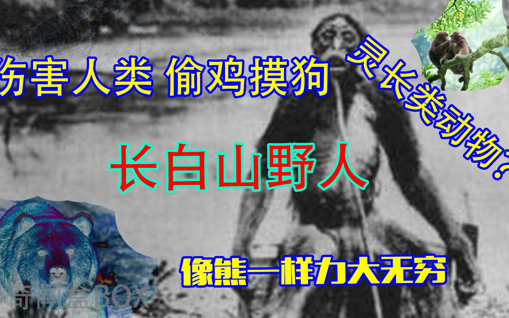 为何神农架深处被列为禁区?神农架真的存在野人吗?哔哩哔哩bilibili