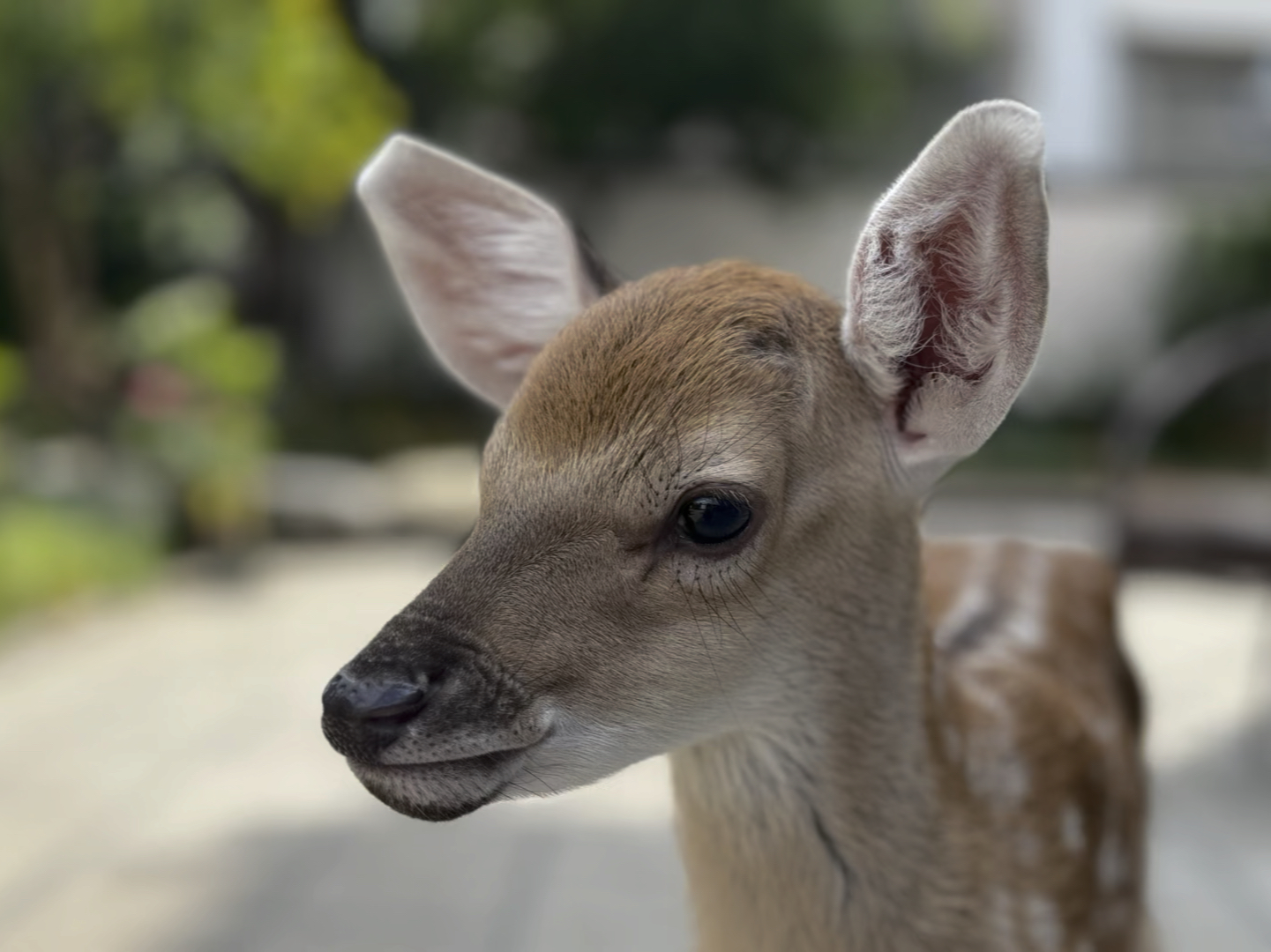 九公子刚走稳就忍不住蹦蹦跳跳了,一不留神鹿失后蹄,谁家孩子不是磕磕