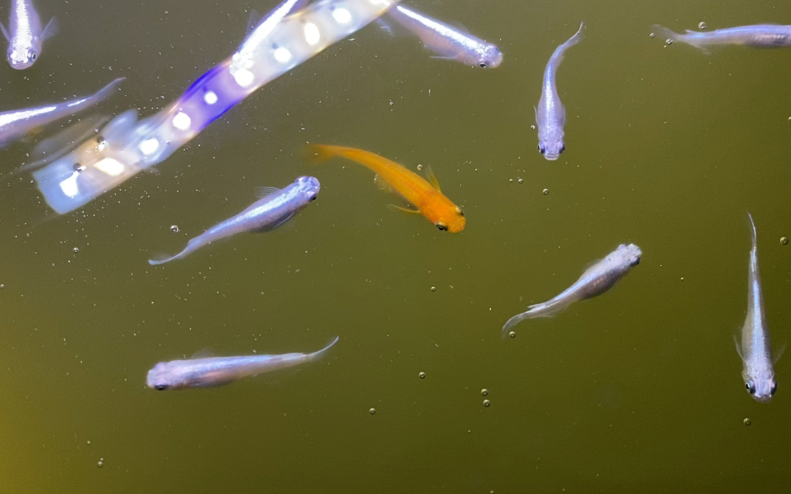 活动  【观背青鳉】橙鱼一包籽