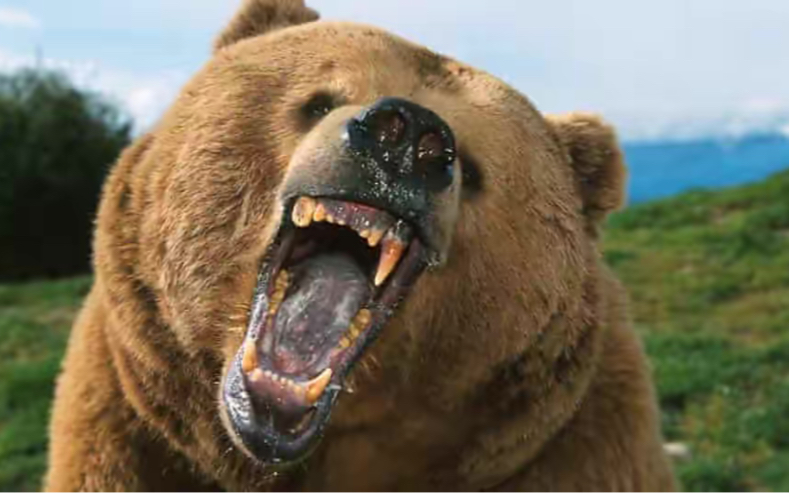 原始森林遇到野兽一个办法教你保命!