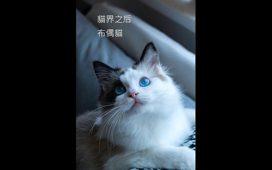 猫中之后 布偶猫【品种猫介绍系列之二】最精简的布偶猫起源、类别、照护介绍哔哩哔哩bilibili