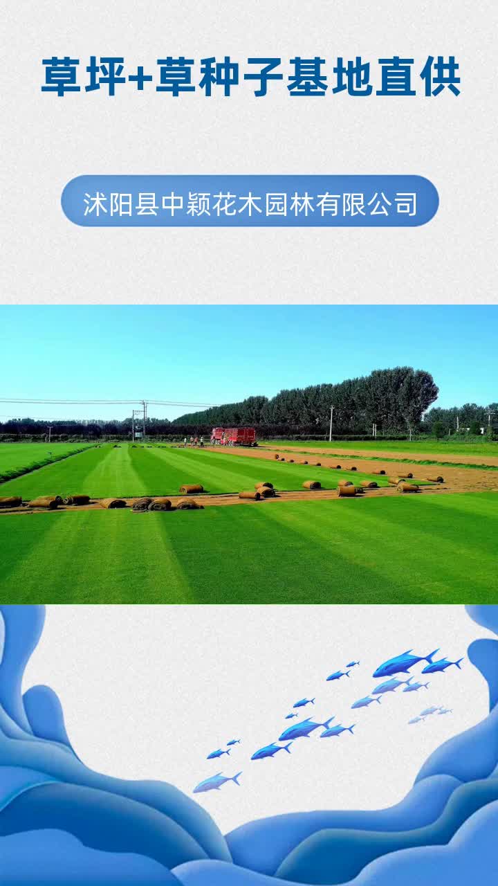 吉林草坪供应 #江西草坪 #黑龙江黑麦草种子 #北京地被苗木 #江苏牧草种子 #黑龙江黑麦草种子哔哩哔哩bilibili