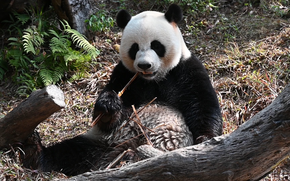 大熊猫帅帅:帅熊吃竹.