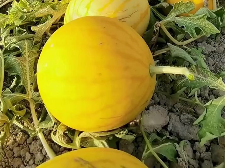 大家有吃过黄皮红心的西瓜吗?