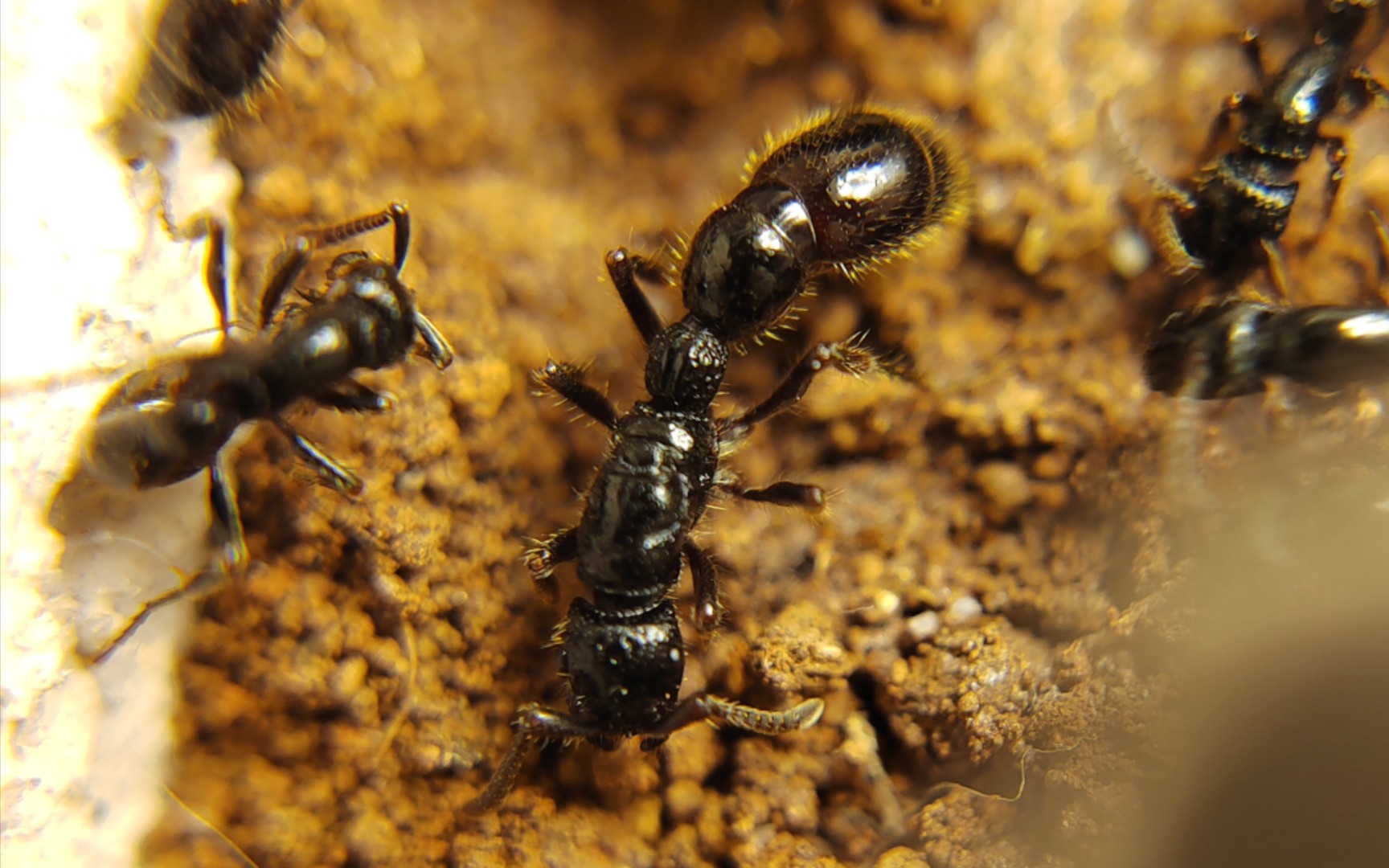 【蚂蚁喂食】粗角蚁闪击杜比亚
