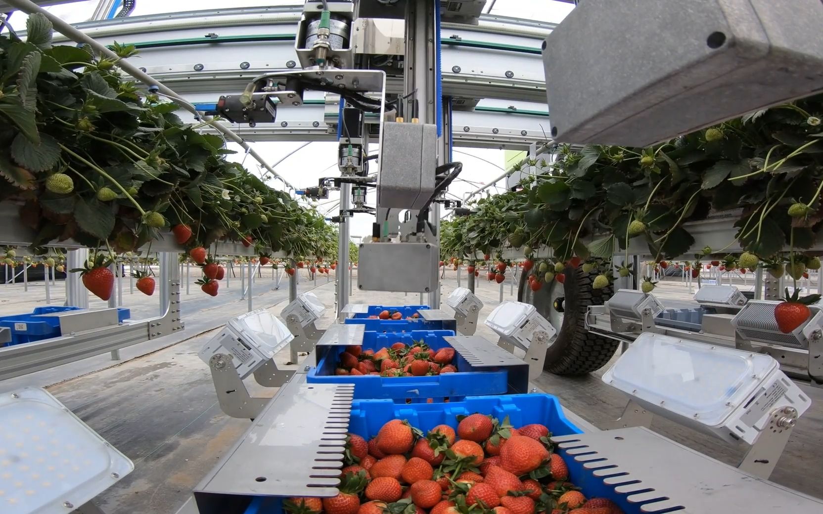 西班牙机器人摘草莓