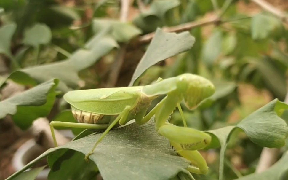 母螳螂放生