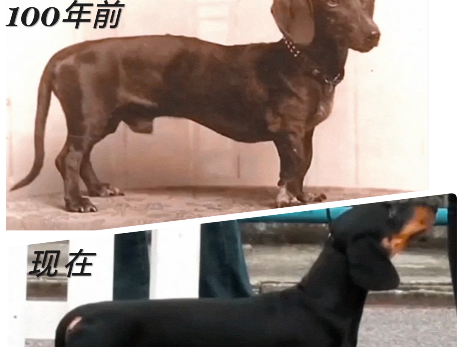 犬类的100年进化历程哔哩哔哩bilibili