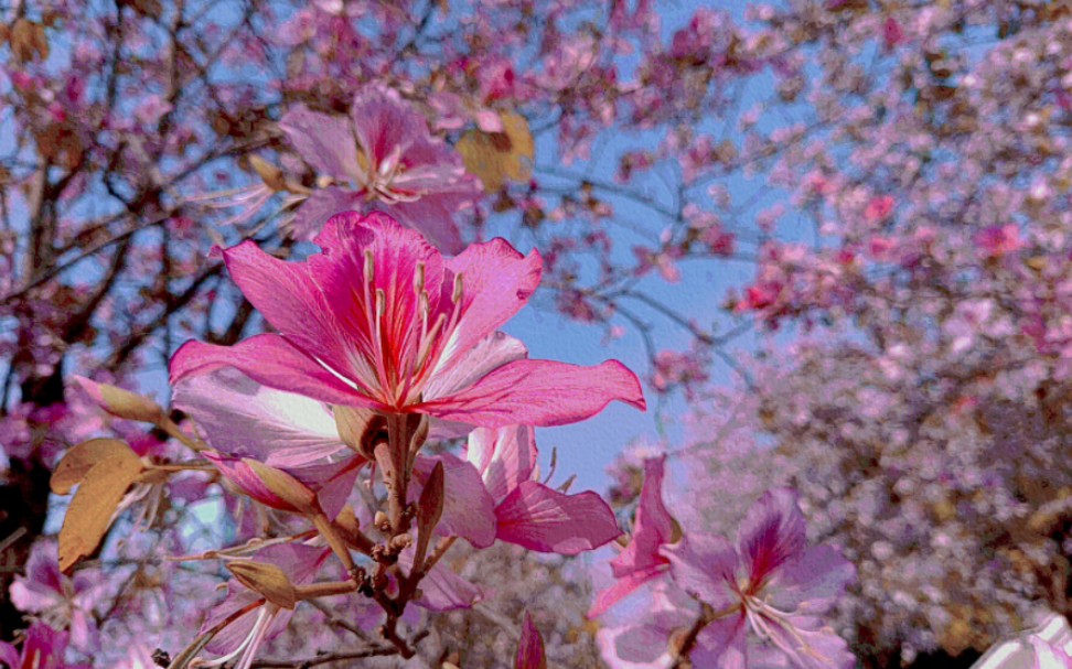 [图]收集广州花城春日限定の浪漫