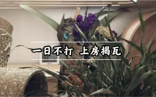 Télécharger la video: ［妈见打］皮了皮了！一日不打！上房揭瓦！