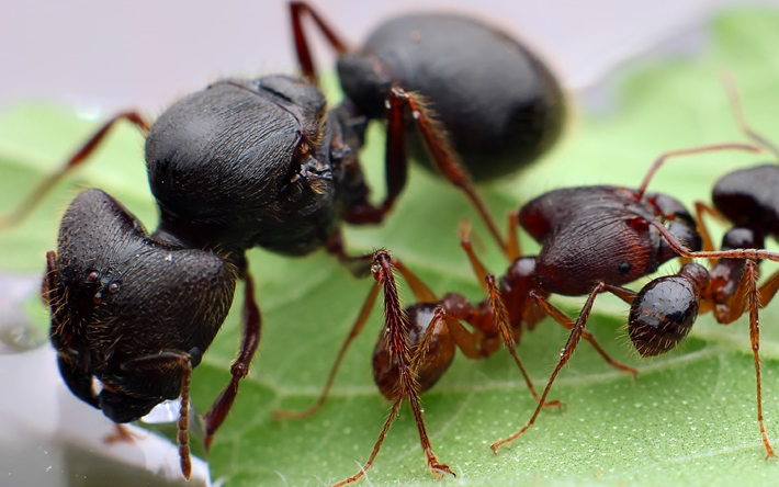 世界上最大的大头蚁中华四节大头蚁