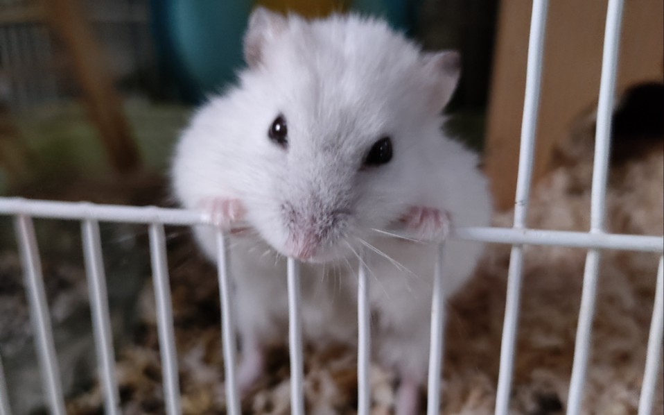 银狐仓鼠怎么能这么萌