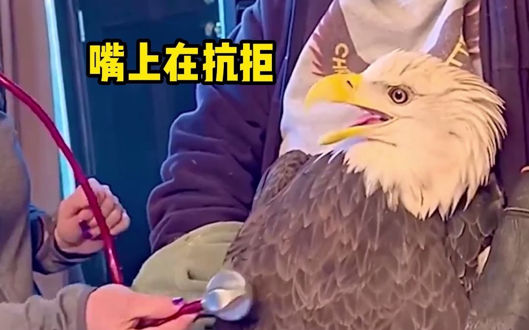 [图]谁能想到平时看起来凶猛的白头海雕，灵魂里其实住着一只小鸡呢！