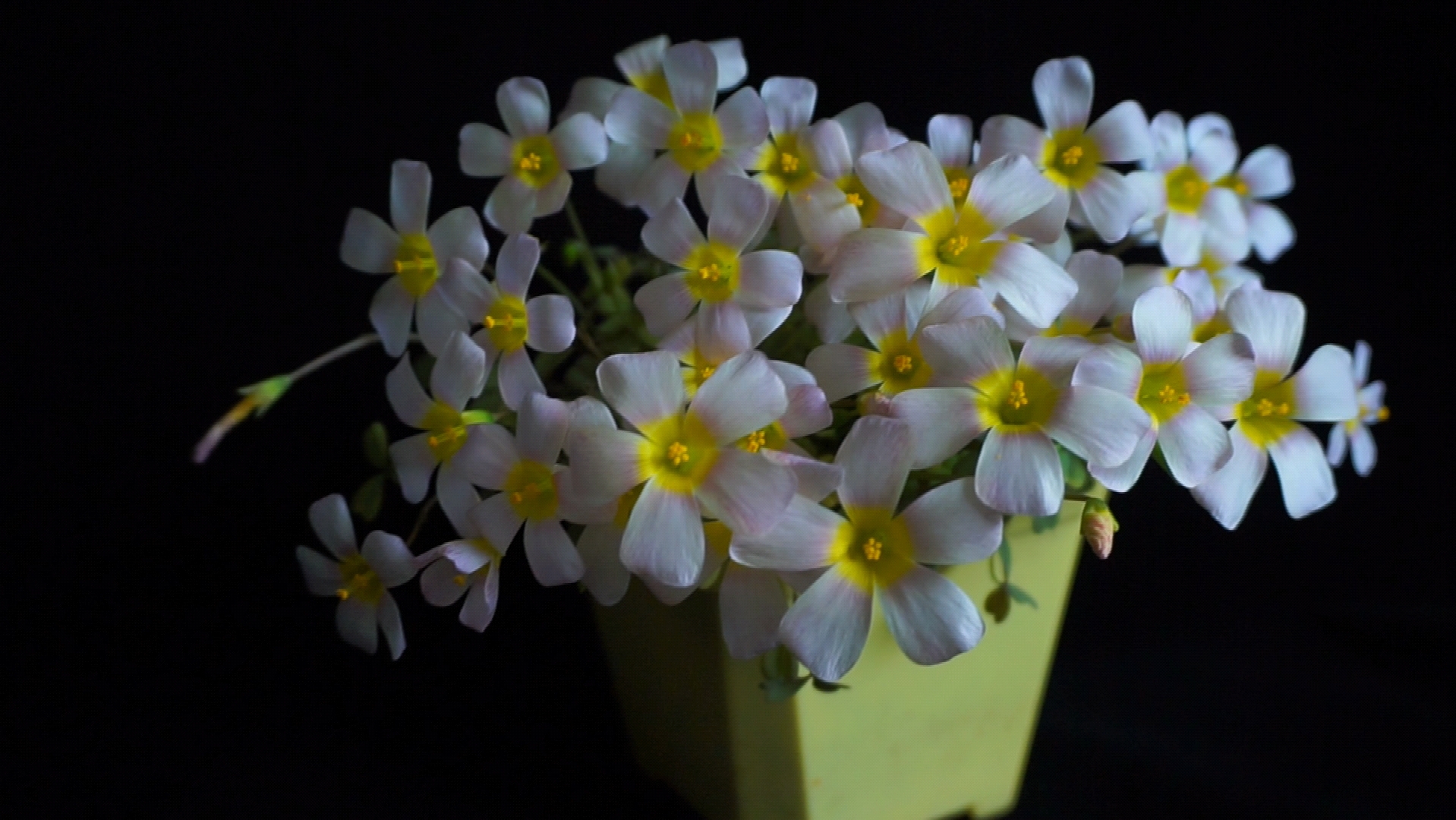 【开花纯欣赏】酢浆草—锂辉石,经典开花品种