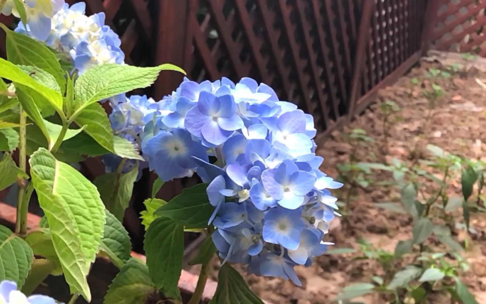 大爱无尽夏,蓝色的超美,看着就超级开心