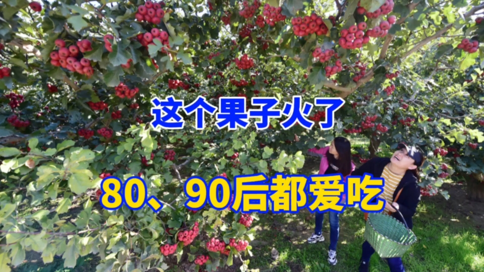 不愁卖,1亩地种80株年收入15万元,可采收30年,适合南北种植哔哩哔哩bilibili