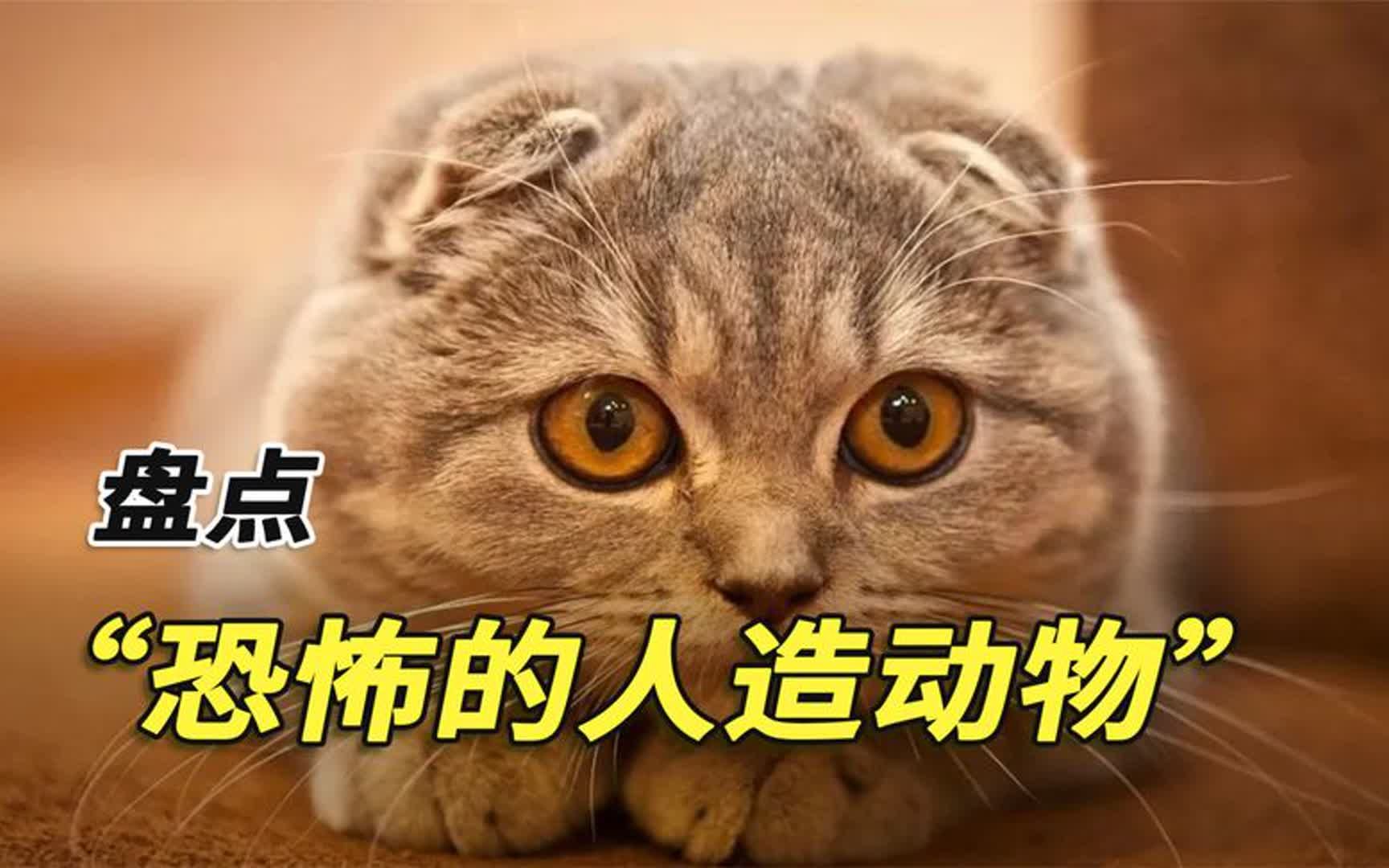 盘点世界6大恐怖的人造动物,猴猪、人耳鼠、南极鲸人都是什么?哔哩哔哩bilibili