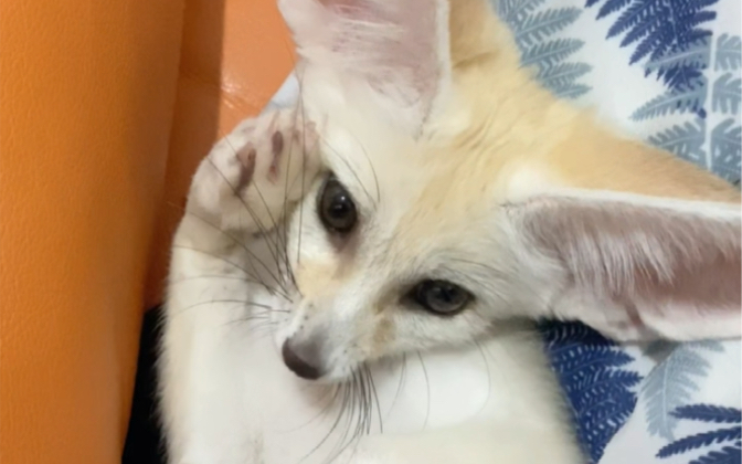 耳廓狐小九的敬礼姿式_哔哩哔哩_bilibili