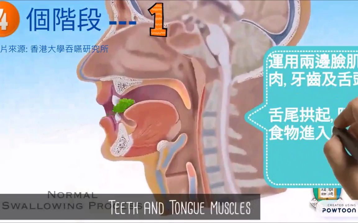 正常的吞咽过程 Normal swallowing process哔哩哔哩bilibili