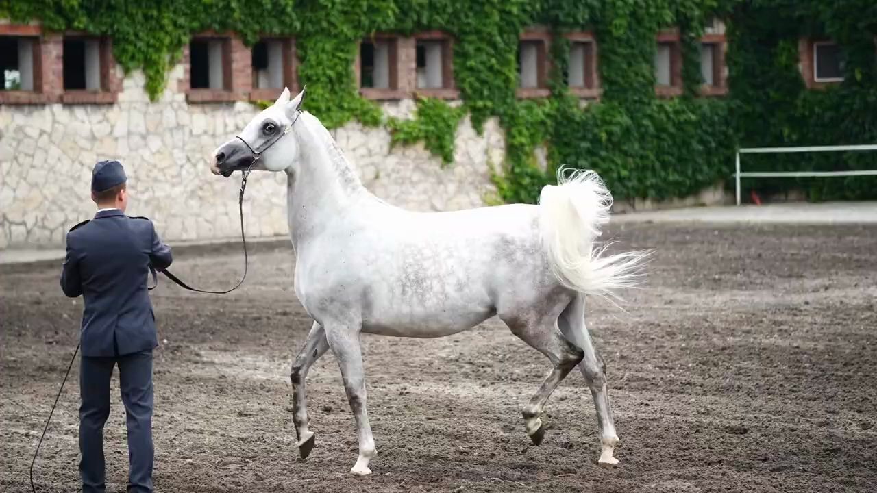 2020波兰之傲阿拉伯马拍卖会部分马匹展示