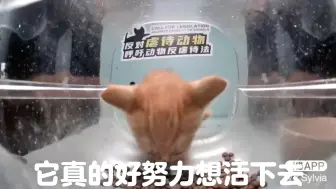 Download Video: 小猫的一生很短暂。